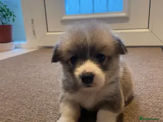 Welsh Corgi Pembroke dogs KC REG PEMBROKESHIRE CORGIS 1 MALE AVAILABLE - Advert 2