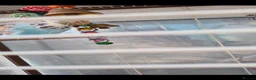 Budgerigars birds for sale: Proven Pair buggies in Ilford - Advert 4