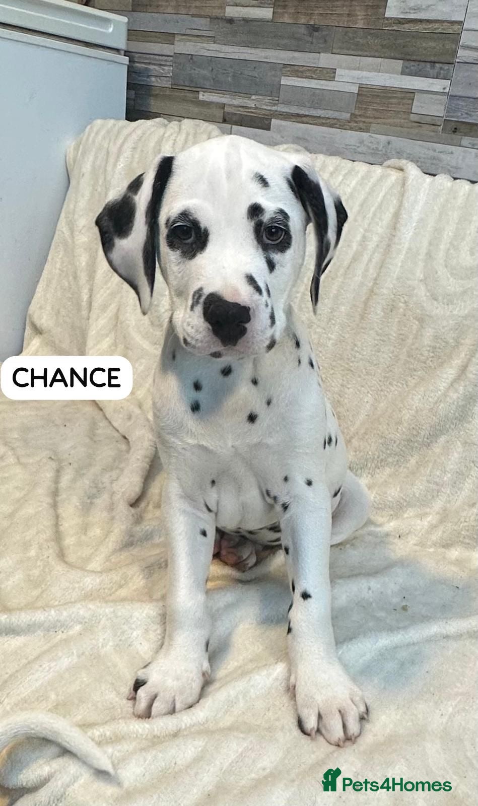 Dalmatian dogs KC Reg Dalmatian Puppies Black & Liver Ready Now - Advert 5