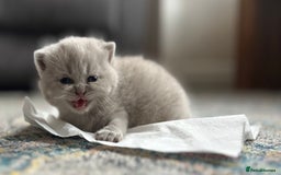 British Shorthair cats for sale: British Shorthair Kittens - Image 9