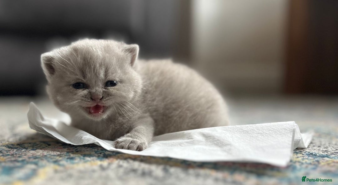 British Shorthair cats for sale: British Shorthair Kittens - Image 9