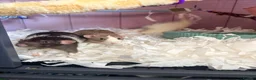 Rat rodents for sale: 5 rats for sale, three group and separate 2 rats - Advert 4