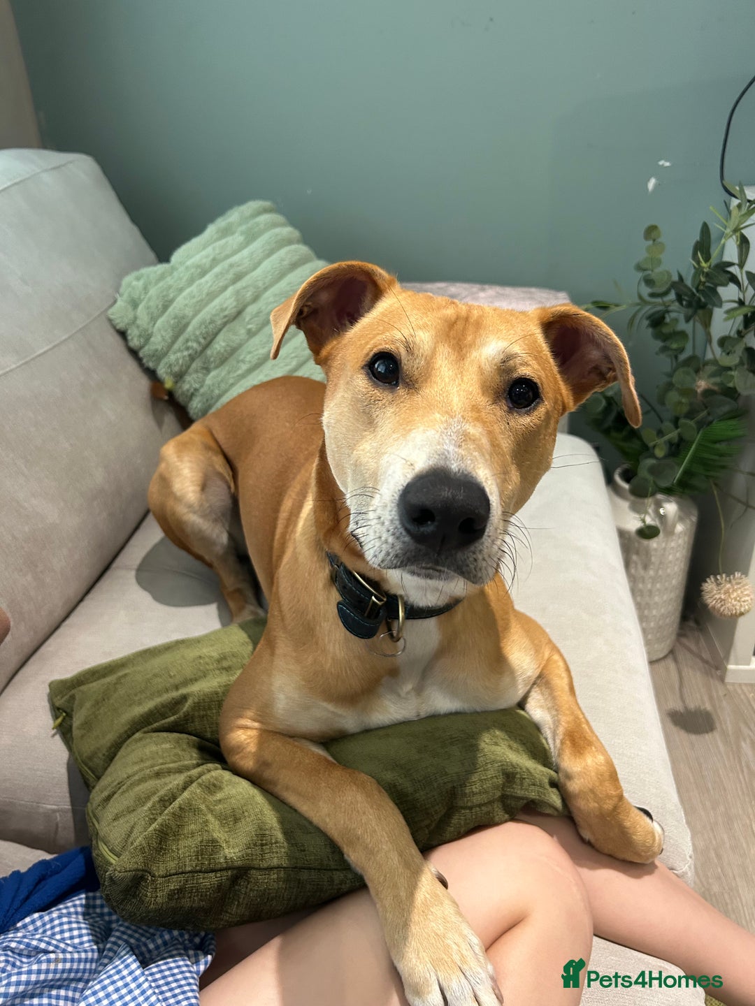 Lurcher dogs for sale: Reggie💙  - Image 8