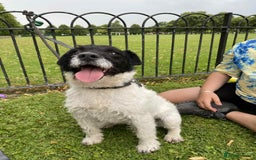 Mixed Breed dogs for sale: Wirehaired Jack Russell X wirehaired dachshund  - Image 11