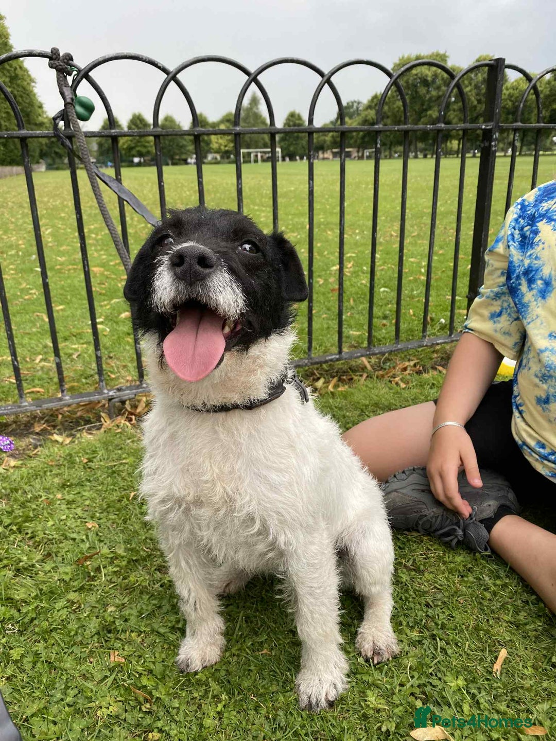 Mixed Breed dogs for sale: Wirehaired Jack Russell X wirehaired dachshund  - Image 11