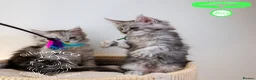 Maine Coon cats for sale: Stunning Maine Coon Kittens - Advert 13