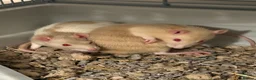 Rat rodents for sale: Femal rats  - Advert 1