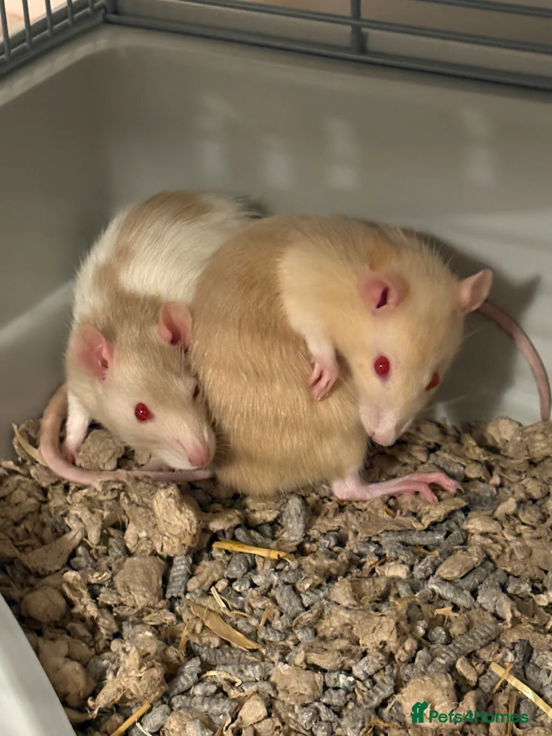 Rat rodents for sale: Femal rats  - Advert 1