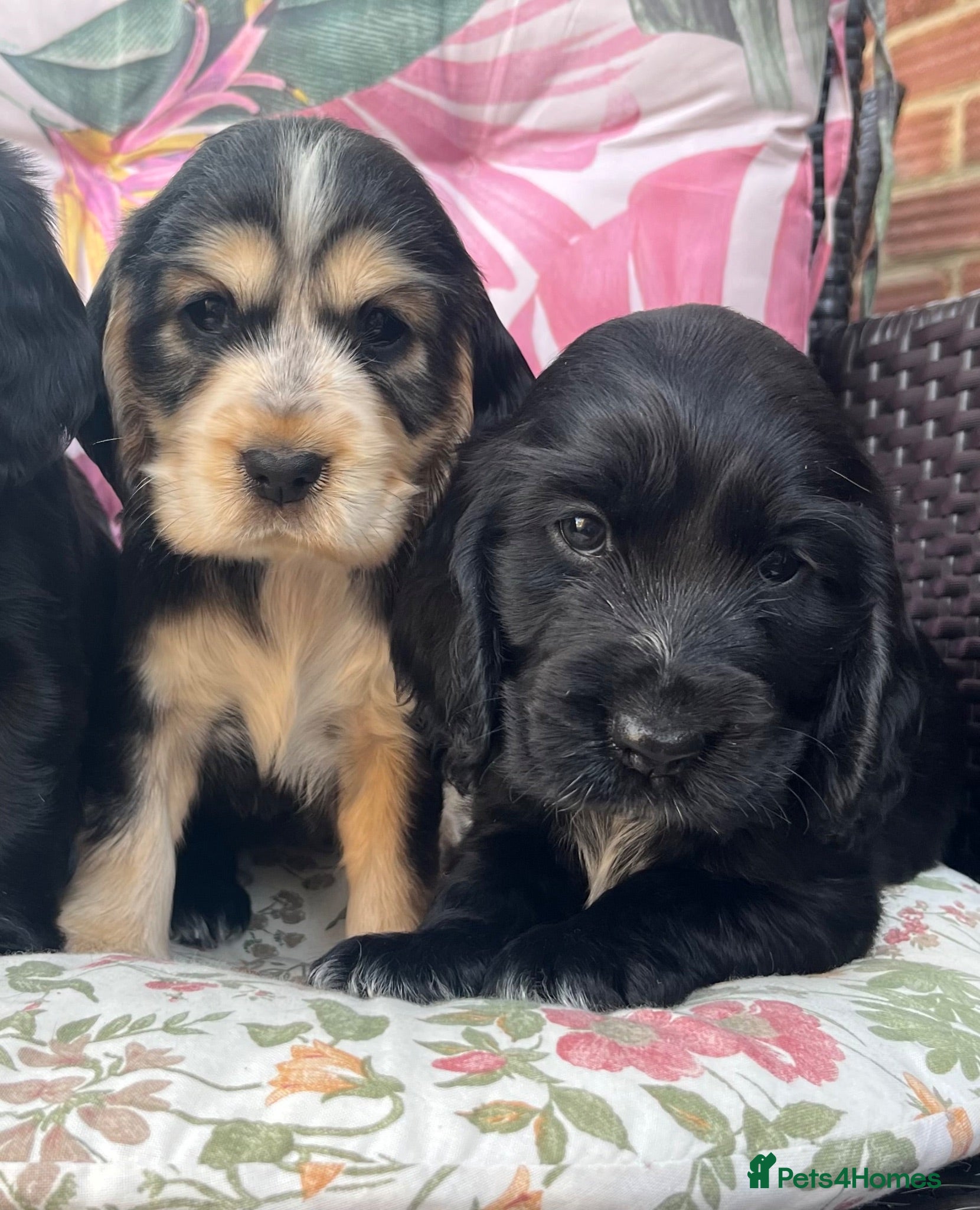 Cocker Spaniel dogs Kc show type cocker spaniel puppies - Advert 3
