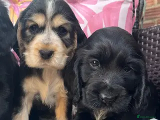 Cocker Spaniel dogs Kc show type cocker spaniel puppies - Advert 3