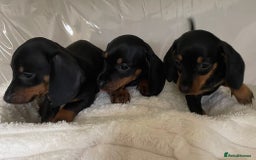 Miniature Dachshund dogs for sale: 💙Miniature dachshund puppies💝 - Image 4