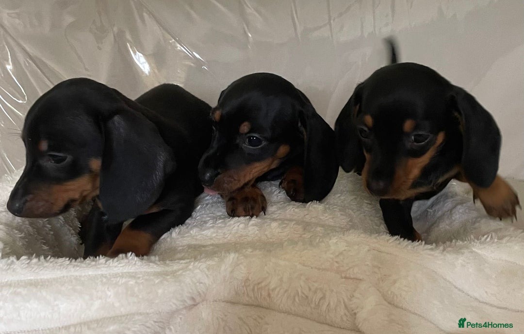 Miniature Dachshund dogs for sale: 💙Miniature dachshund puppies💝 - Image 4