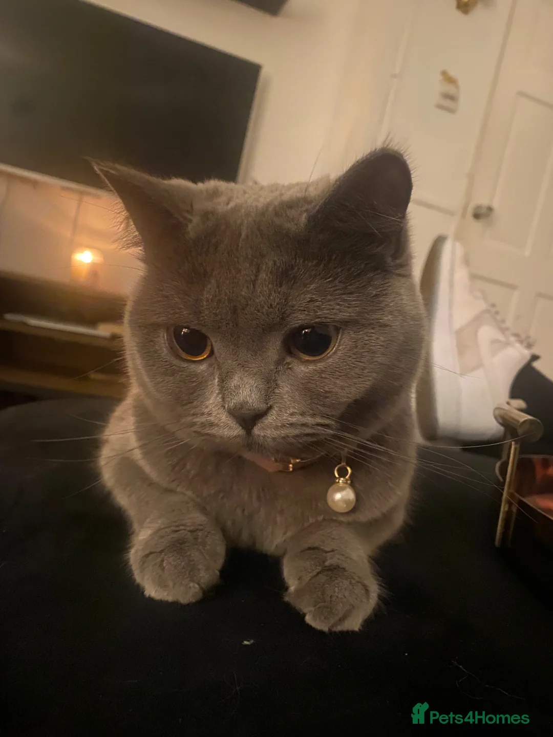 British Shorthair cats for sale: 5 British Shorthair Kittens - Advert 8