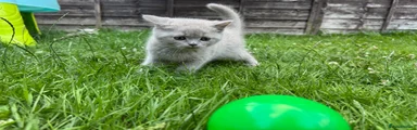 British Shorthair 5