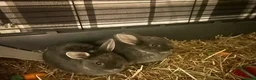 Netherland Dwarf rabbits for sale: X2 Netherlands Dwarf Rabbits for sale - Advert 3