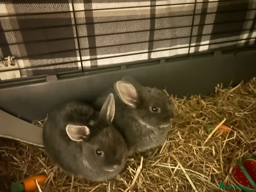 Netherland Dwarf rabbits for sale: X2 Netherlands Dwarf Rabbits for sale - Advert 3