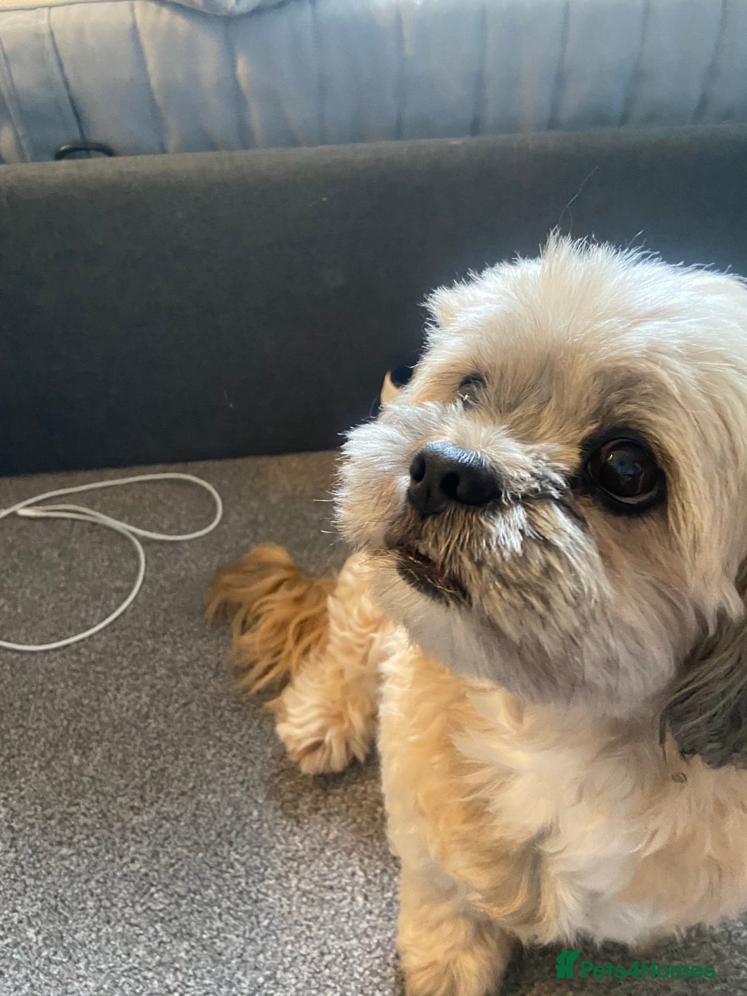 Lhasa Apso dogs for stud: Beautiful Lhasa Apso - Image 3