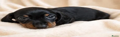 Miniature Dachshund Puppy 1