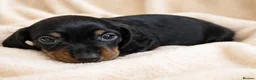 Miniature Dachshund dogs for sale: Top quality miniature dashound kc registered - Advert 3