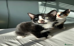 Mixed Breed cats for sale: Stunning mixed kittens  - Image 5