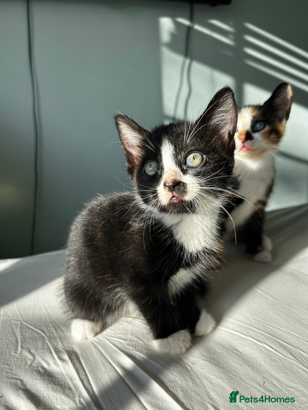 Mixed Breed cats for sale: Stunning mixed kittens  - Image 5