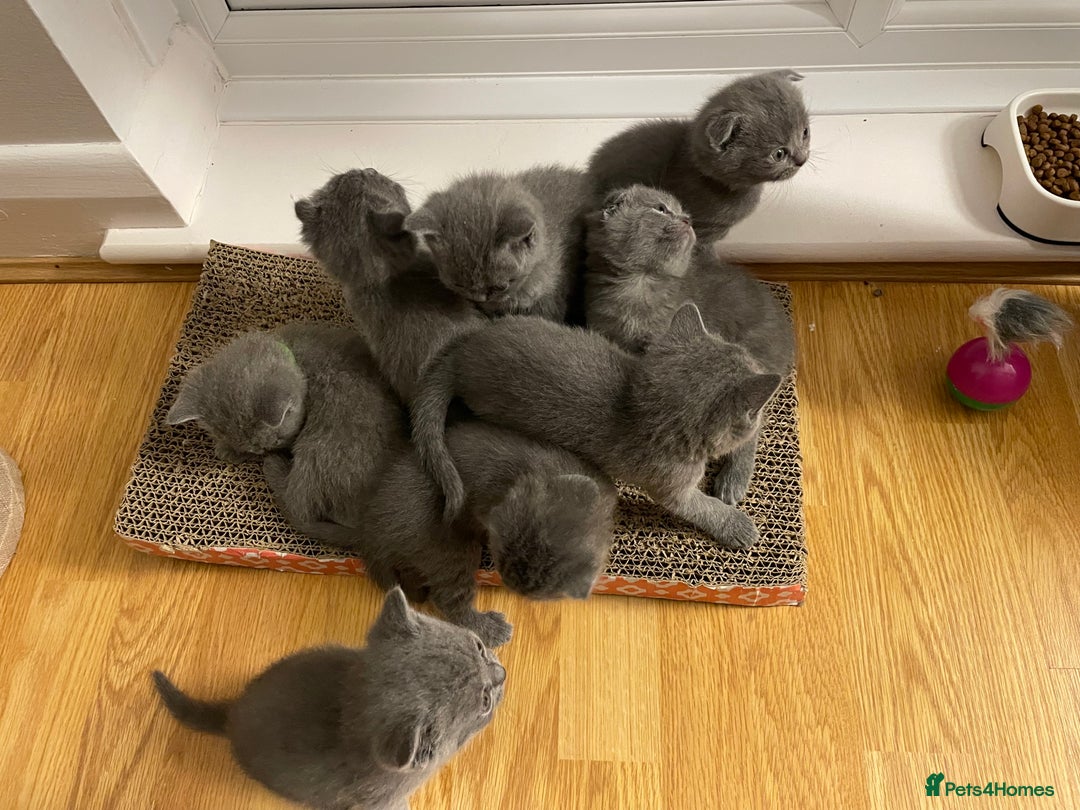 Scottish Fold cats for sale: PURE BREED SCOTTISH FOLD KITTENS 🐾 - Advert 12