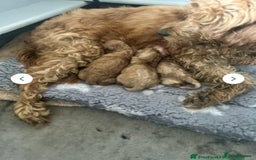 Cockapoo dogs for sale: 7/8 Toy poodle - Image 4