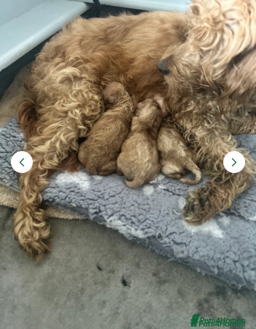 Cockapoo dogs for sale: 7/8 Toy poodle - Image 4