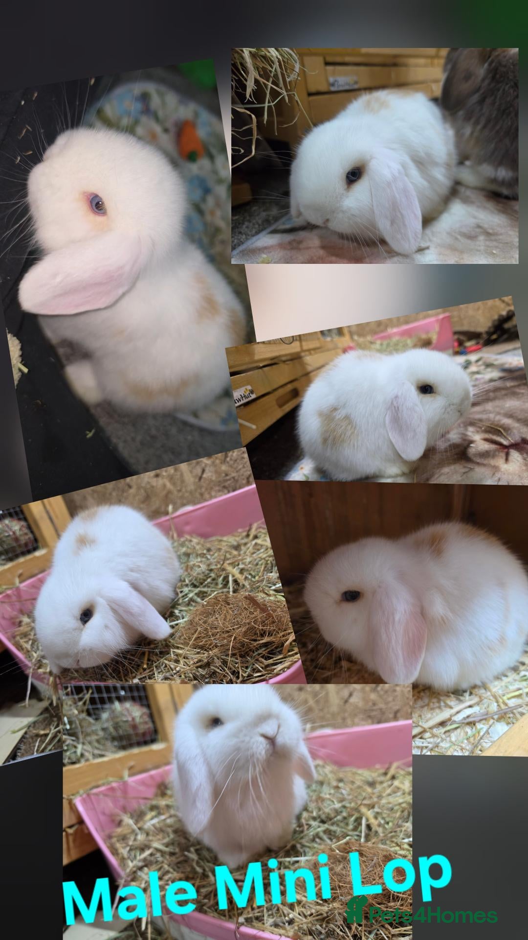 Mini Lop rabbits Mini lop - Advert 1
