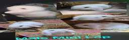 Mini Lop rabbits for sale: Mini lop - Advert 1