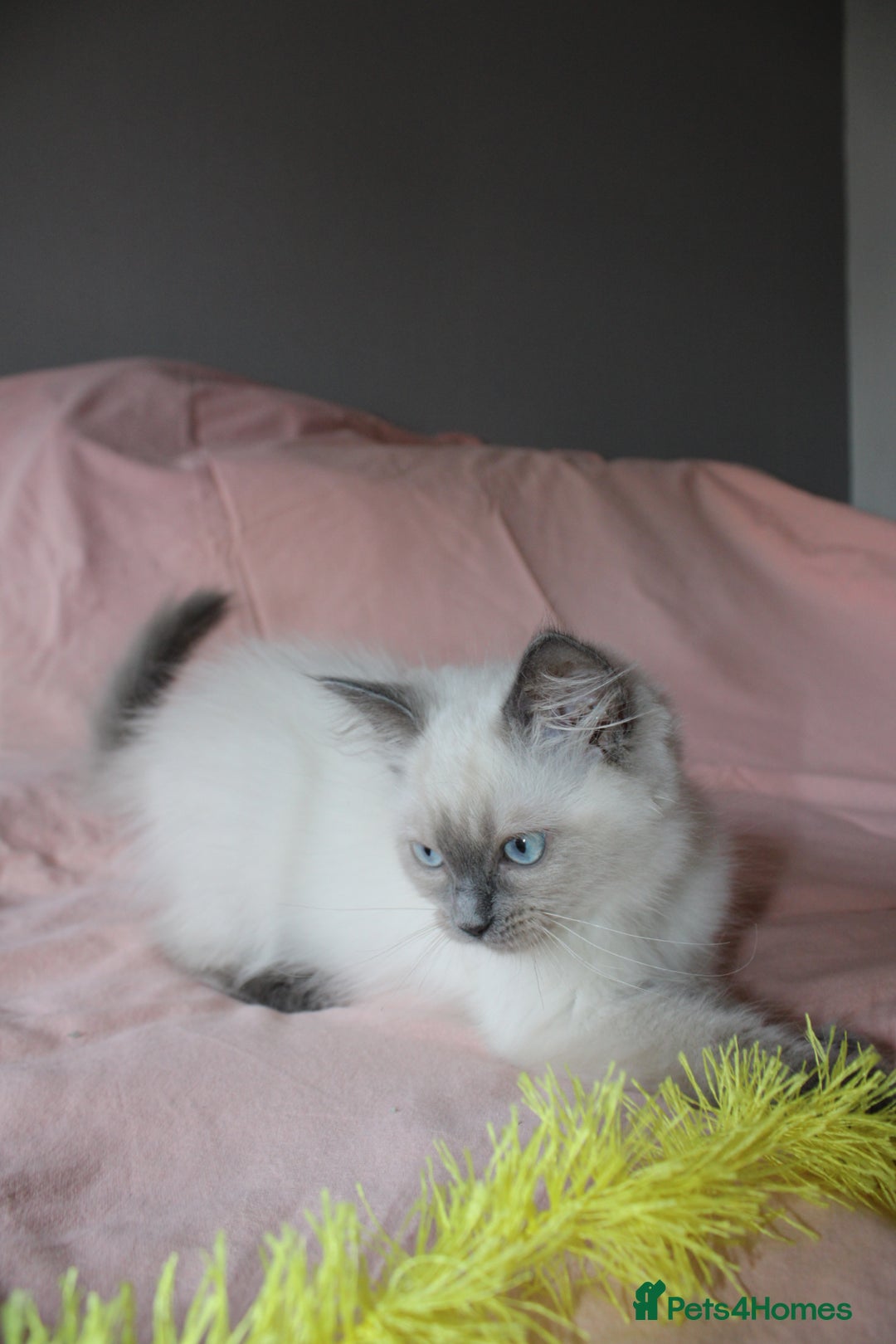 Ragdoll cats for sale: GCCF registered Ragdolls  - Advert 2