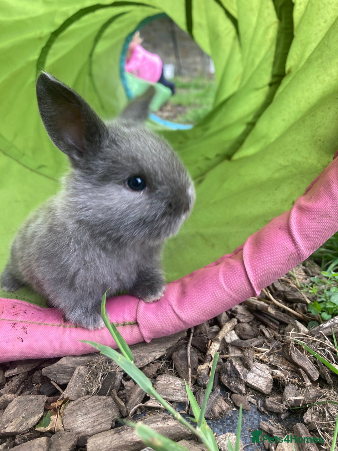 Lionhead rabbits for sale: Family of mixed lion head and mini lops. - Image 5