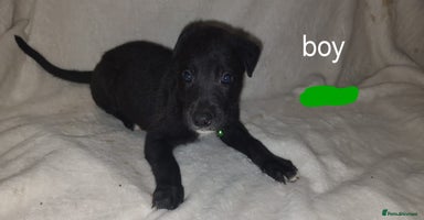 Lurcher dogs - Advert 3
