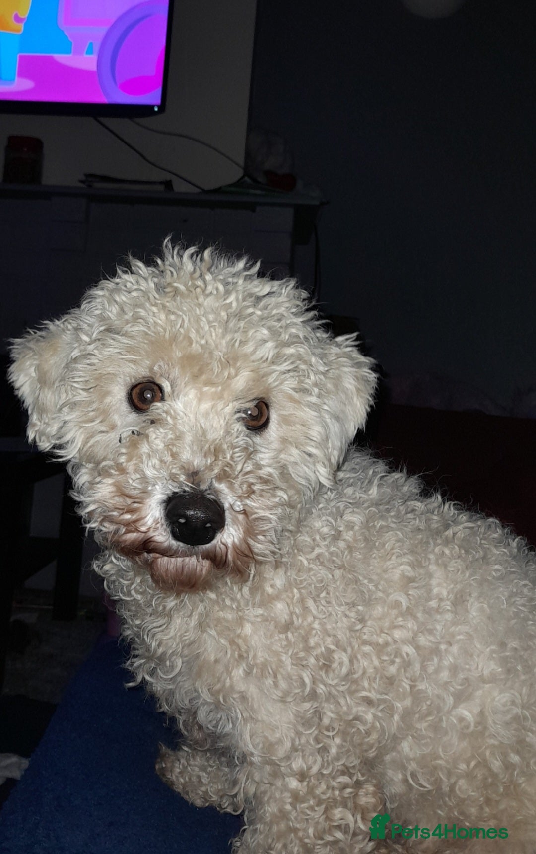 Poochon dogs Beautiful Bichon Frise x Poodle - Advert 3