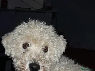 Poochon dogs Beautiful Bichon Frise x Poodle - Advert 5