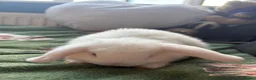 Mini Lop rabbits for sale: 2 beautiful mini lop boys for sale  - Advert 6
