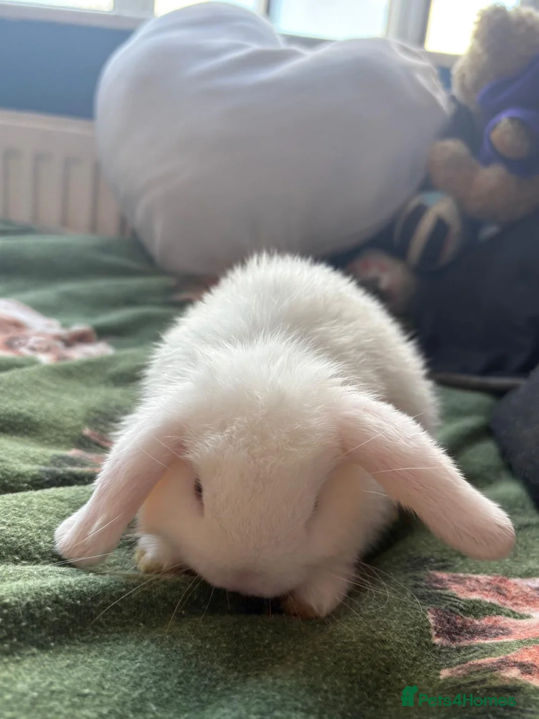Mini Lop rabbits for sale: 2 beautiful mini lop boys for sale  - Advert 6
