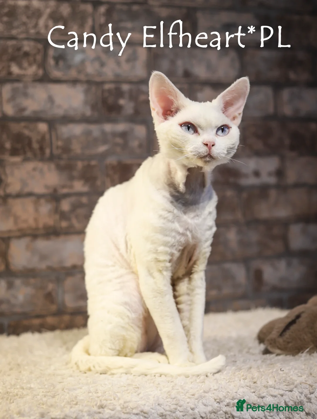 Devon Rex cats for stud: Stunning white boy with blue eyes for stud in Whitchurch - Advert 7