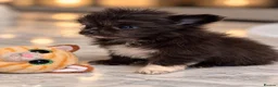 Mixed Breed dogs for sale: EXQUISITE micro Malchi pups DWKC reg 5* licensed - Advert 7