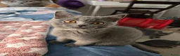 British Shorthair cats for sale: Purebred British Shorthair Kittens - 2 left! - Advert 5