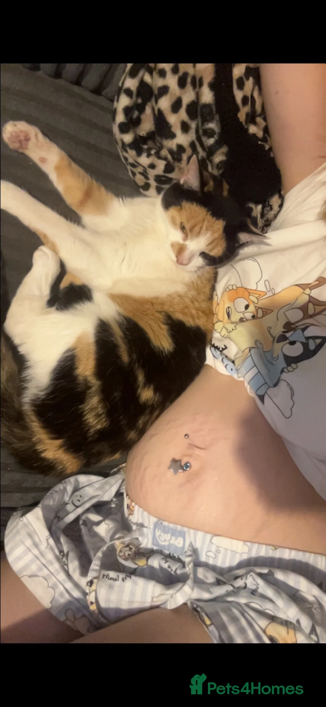 Domestic Shorthair cats for sale: maltida the cat in Basingstoke - Advert 5