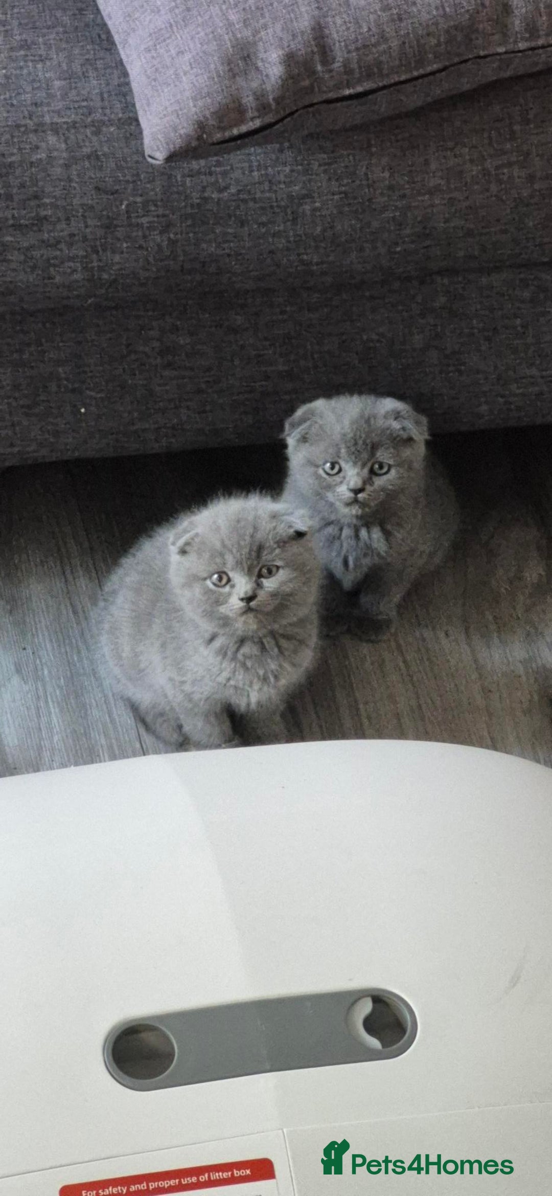 British Shorthair cats for sale: British shorthair blue Kittens - Image 7