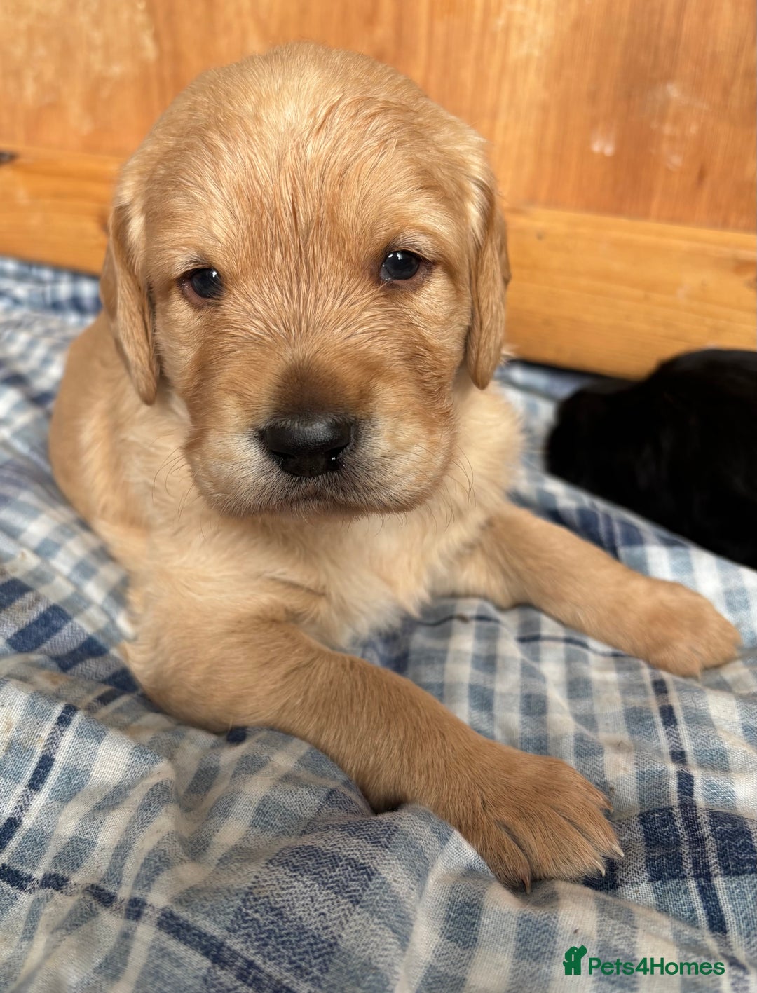Labradoodle dogs for sale: F1 Labradoodles  - Image 4