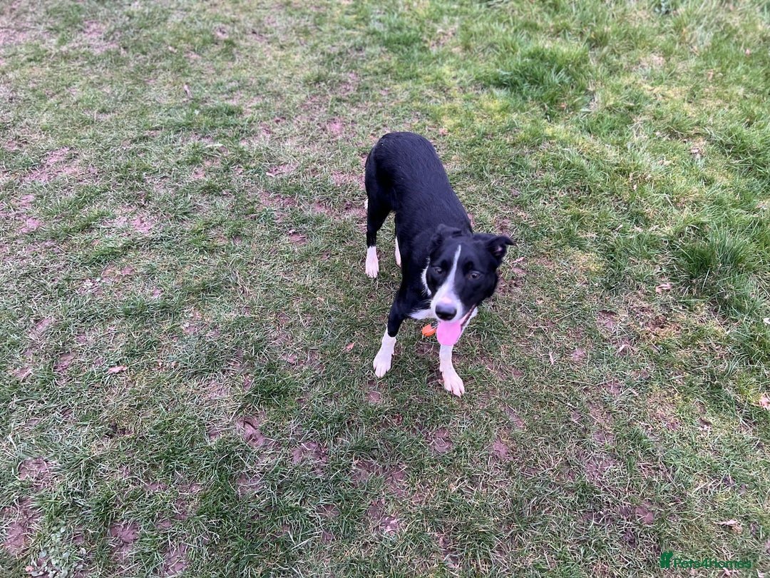 Border Collie dogs for sale: Cooper & Peach  - Image 14