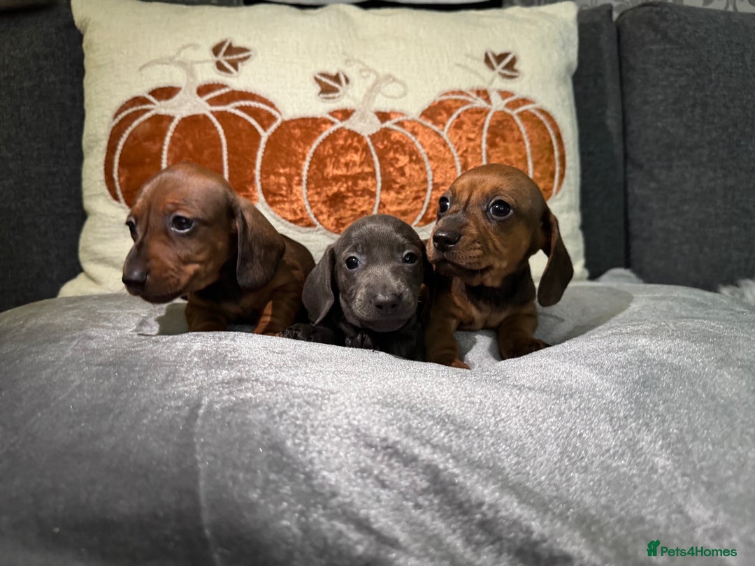 Miniature Dachshund dogs for sale: Miniature Dachshund Puppies 🐾 - Image 6
