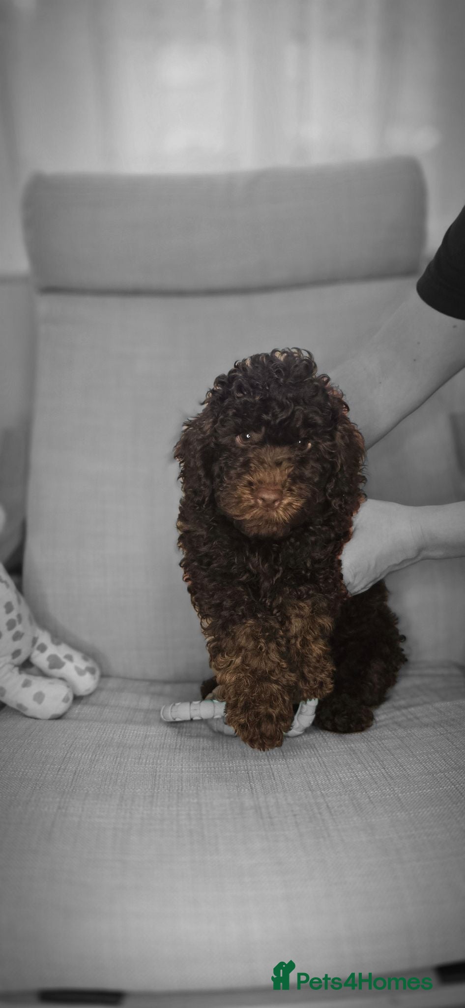 Cockapoo dogs Cockapoo F1b  chocolate  - Advert 2