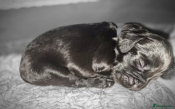 Sprocker dogs for sale: Sprocker Spaniel Puppies  - Image 10