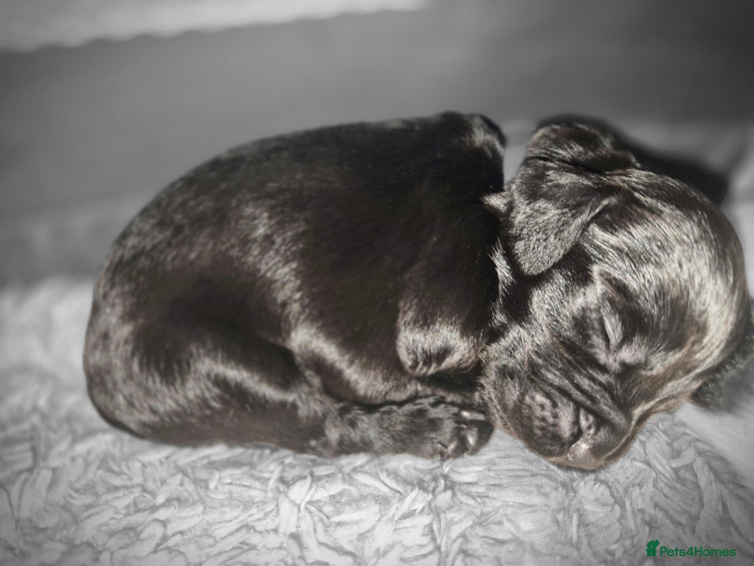 Sprocker dogs for sale: Sprocker Spaniel Puppies  - Image 10