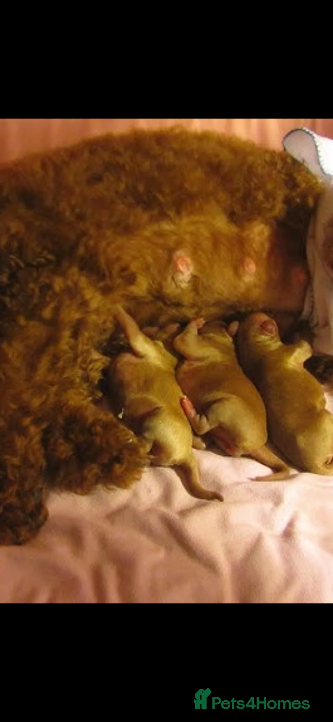 Cavapoo dogs for sale: 🐶 Cavapoo puppies toy poodle 🐶 - Advert 2