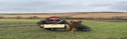 Hungarian Vizsla dogs for sale: High Quality Hungarian Vizsla Puppies - 2 boys - Advert 15